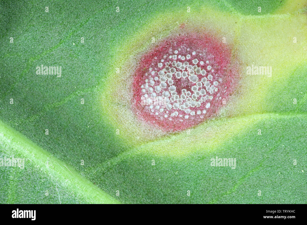 Puccinia phragmitis, a rust fungus called dock rust,  growing on Rumex crispus, the curly dock Stock Photo