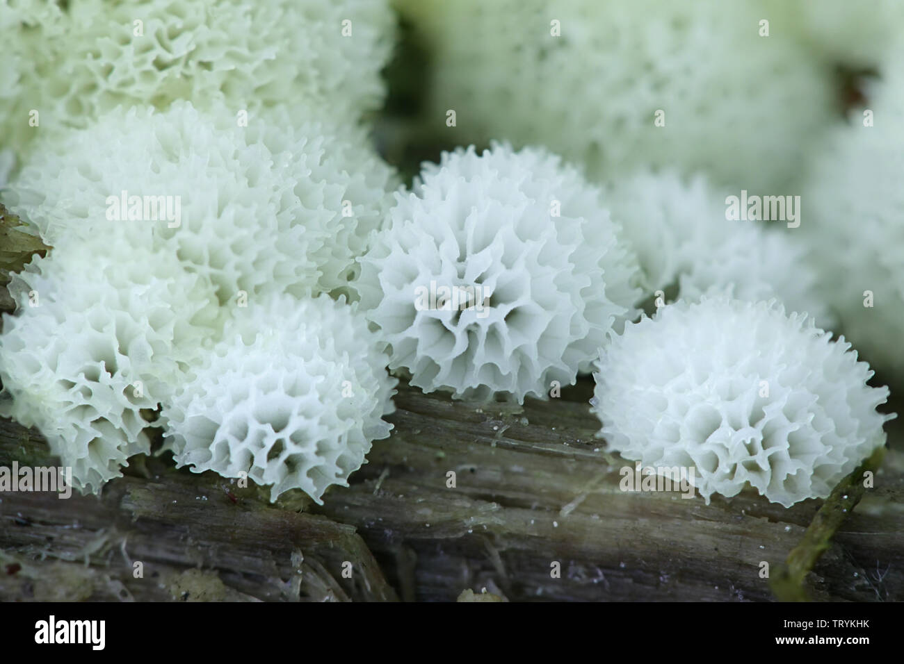 Ceratiomyxa fruticulosa var. porioides, white coral slime mold Stock Photo