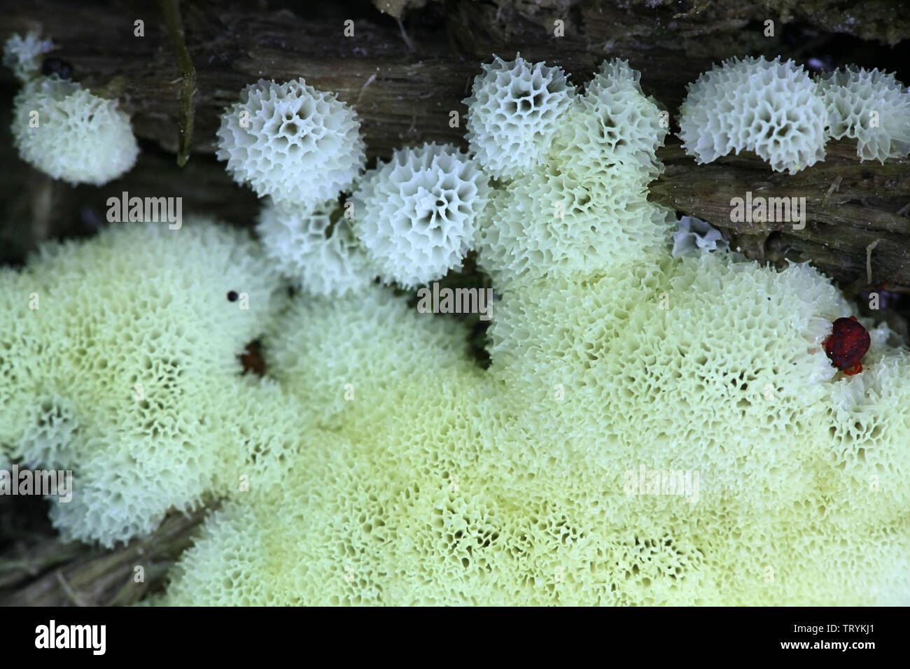 Ceratiomyxa fruticulosa var. porioides, white coral slime mold Stock Photo