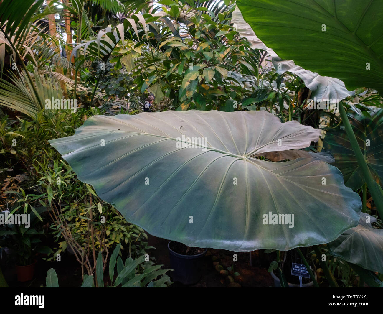 Tropical rain forest plant with big umbrella shaped leaves in the greenhouse. Stock Photo