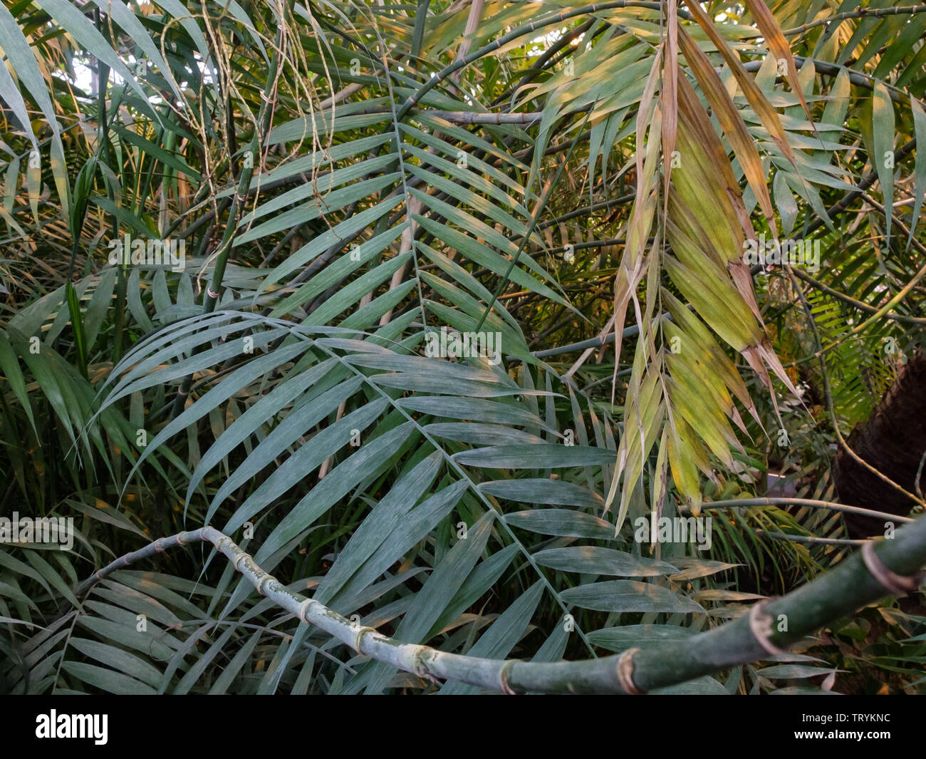 Jungle tropical forest umbrella palm tree leaves in the greenhouse. Stock Photo