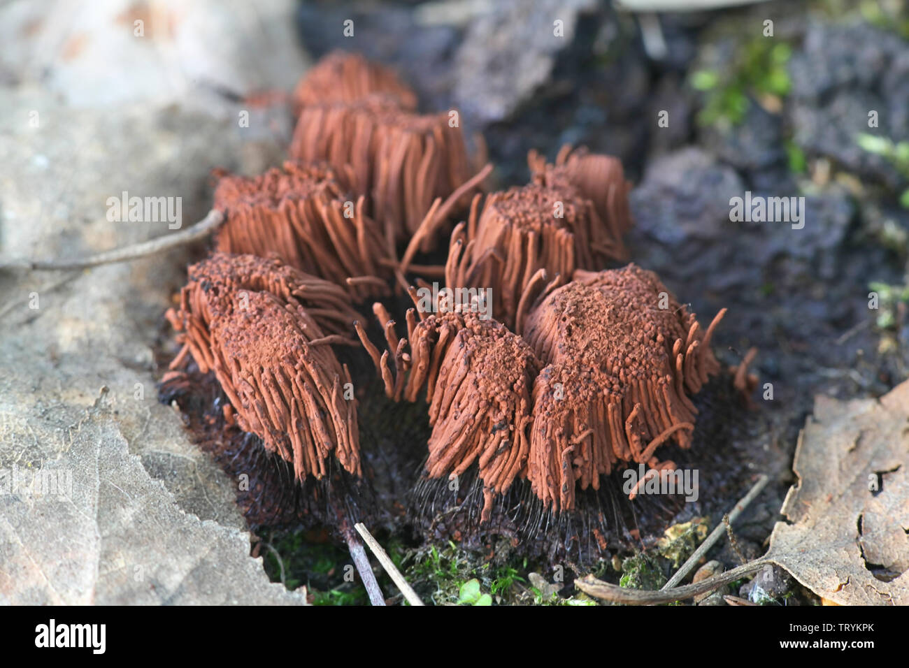 Stemonitis axifera, commonly known as the chocolate tube slime mold Stock Photo