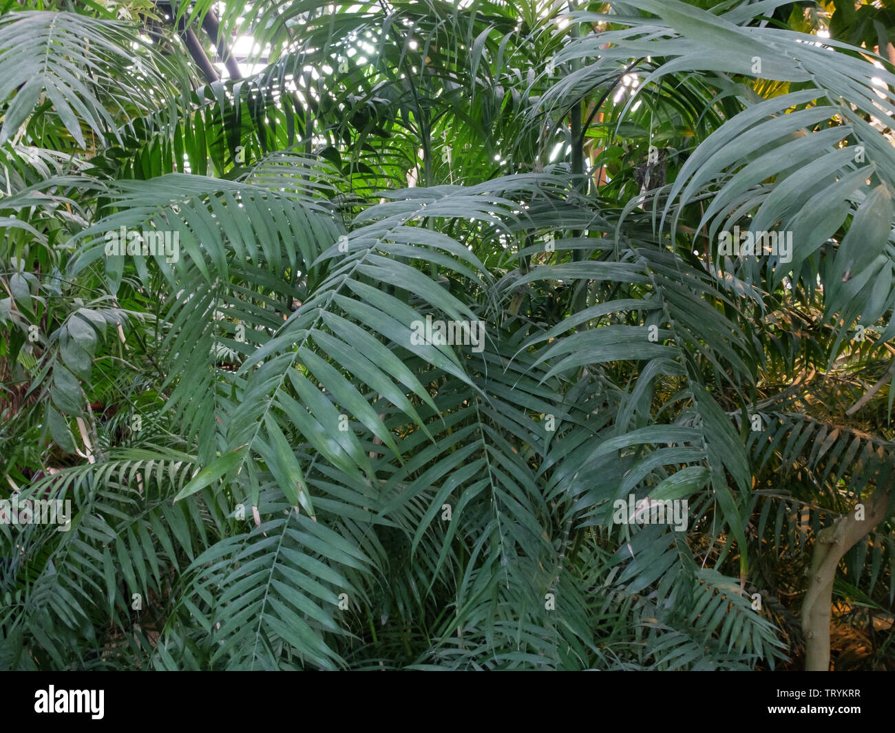 Jungle tropical forest umbrella palm tree leaves in the greenhouse. Stock Photo