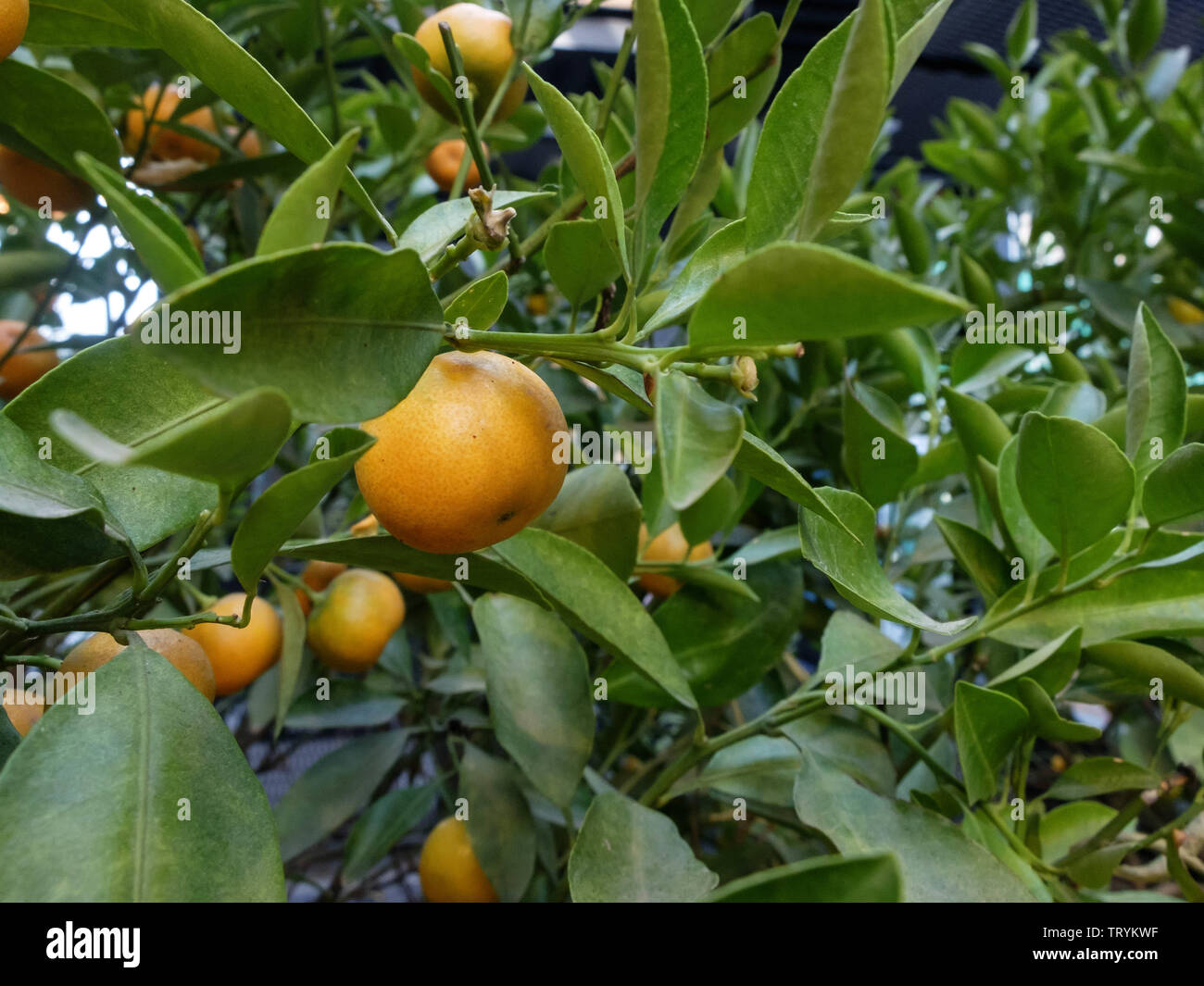 Kumquat fruits on the tree. Citrus japonica Stock Photo Alamy