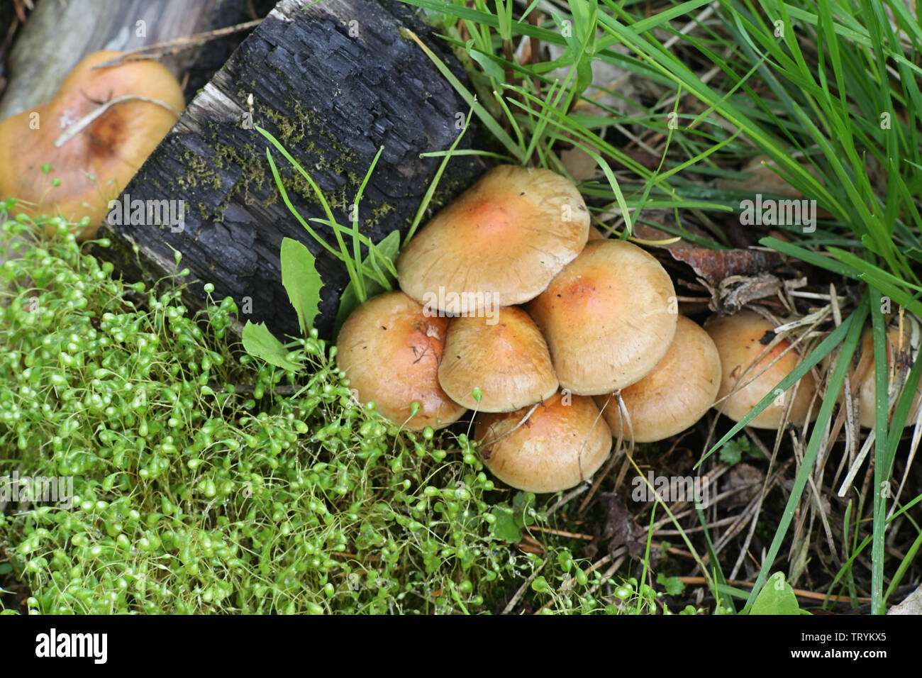 Pholiota highlandensis, known as the bonfire scalycap, and  Funaria hygrometrica, known as the bonfire moss, pioneer species of burned ground and fore Stock Photo