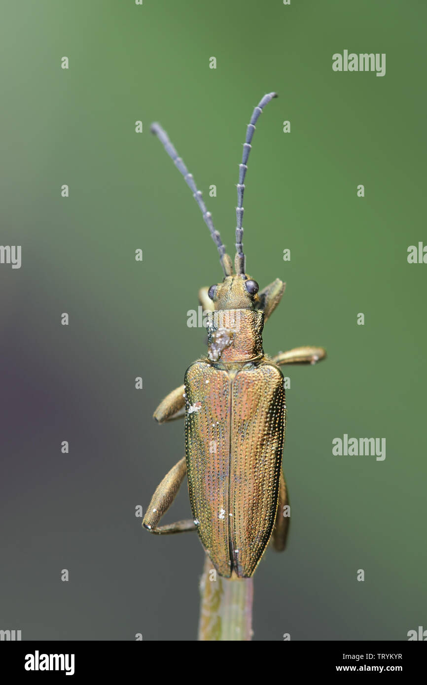 Female Reed beetle, Donacia sp Stock Photo