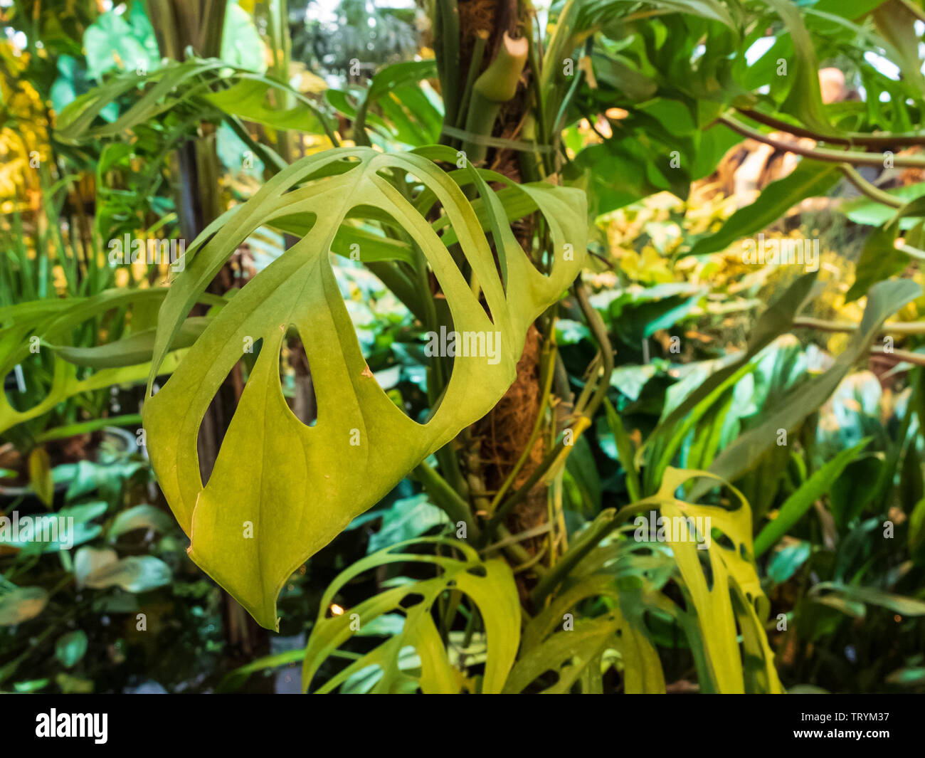 Tropical rain forest jungle plant Monstera Deliciosa with holes in the leaves in the greenhouse. Stock Photo