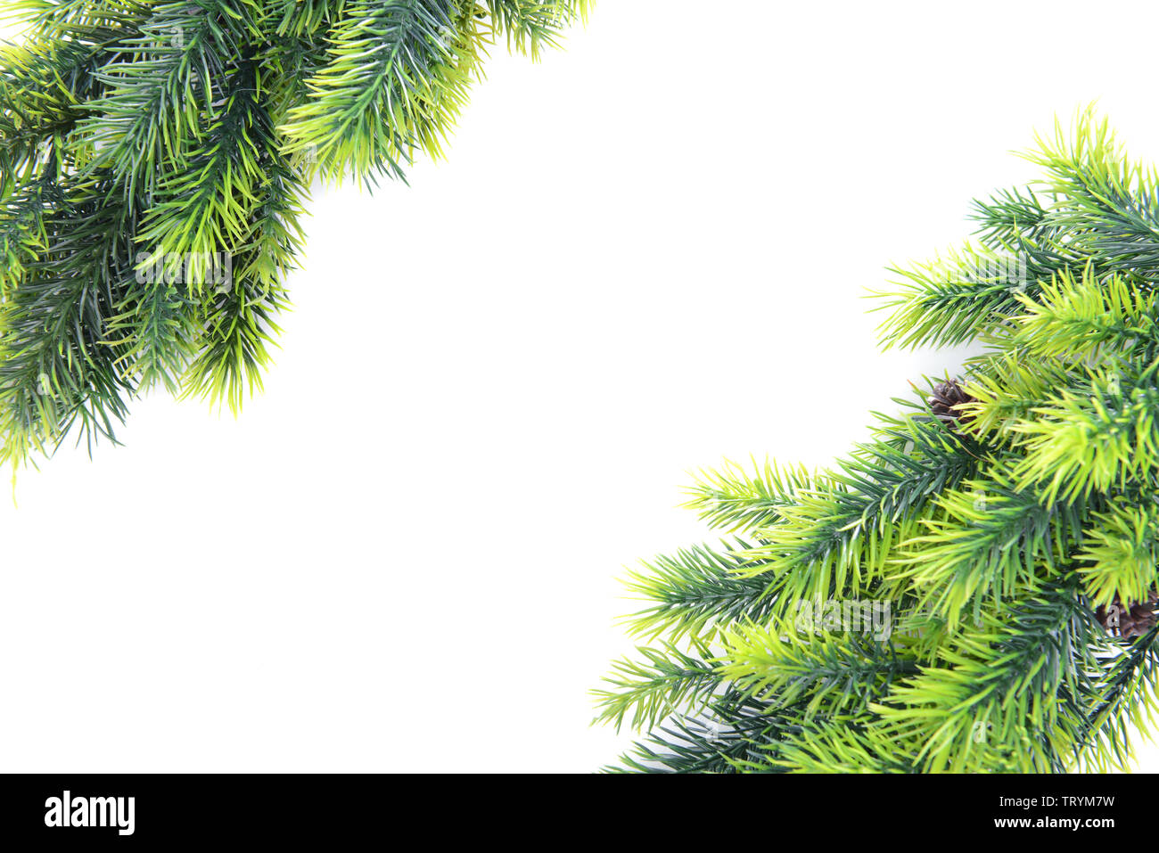 Christmas tree branches on white background Stock Photo - Alamy