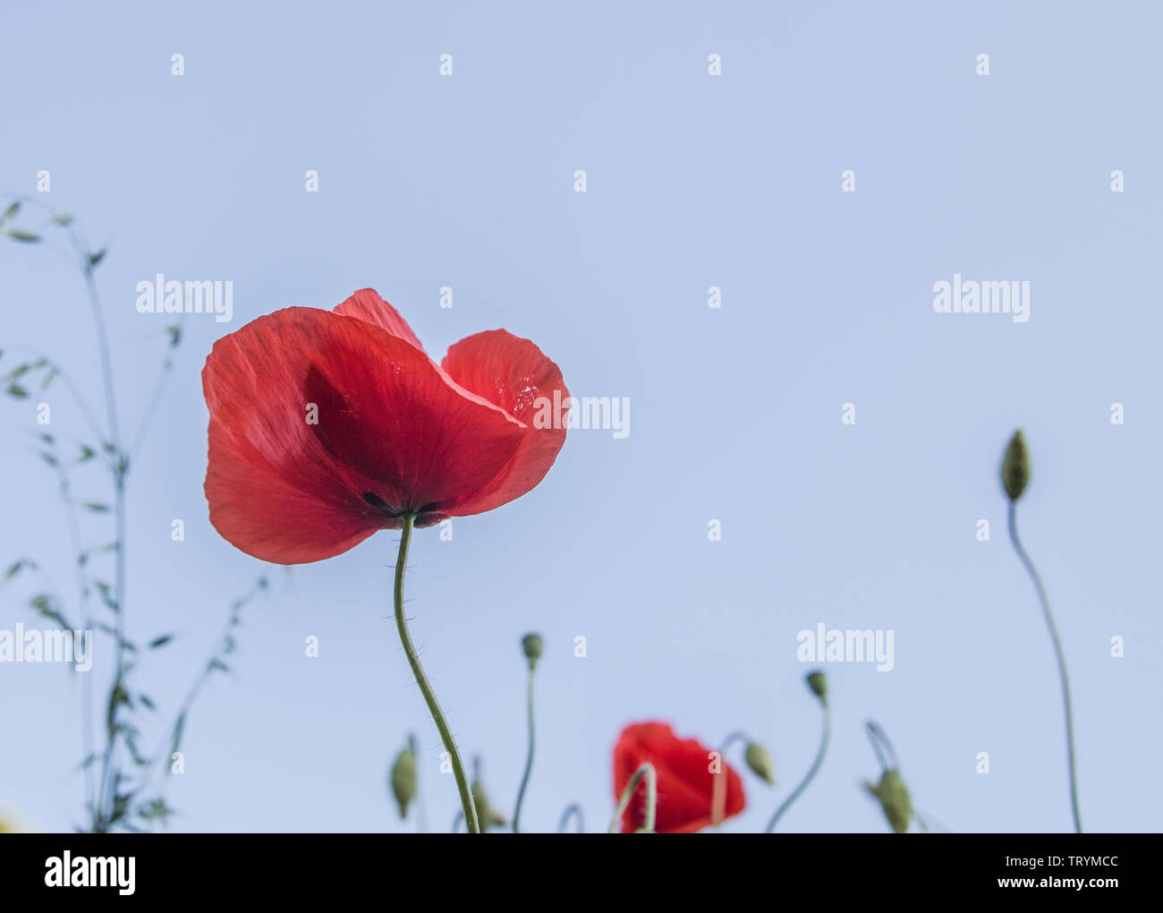 Beautiful isolated red poppy on a green field Stock Photo - Alamy