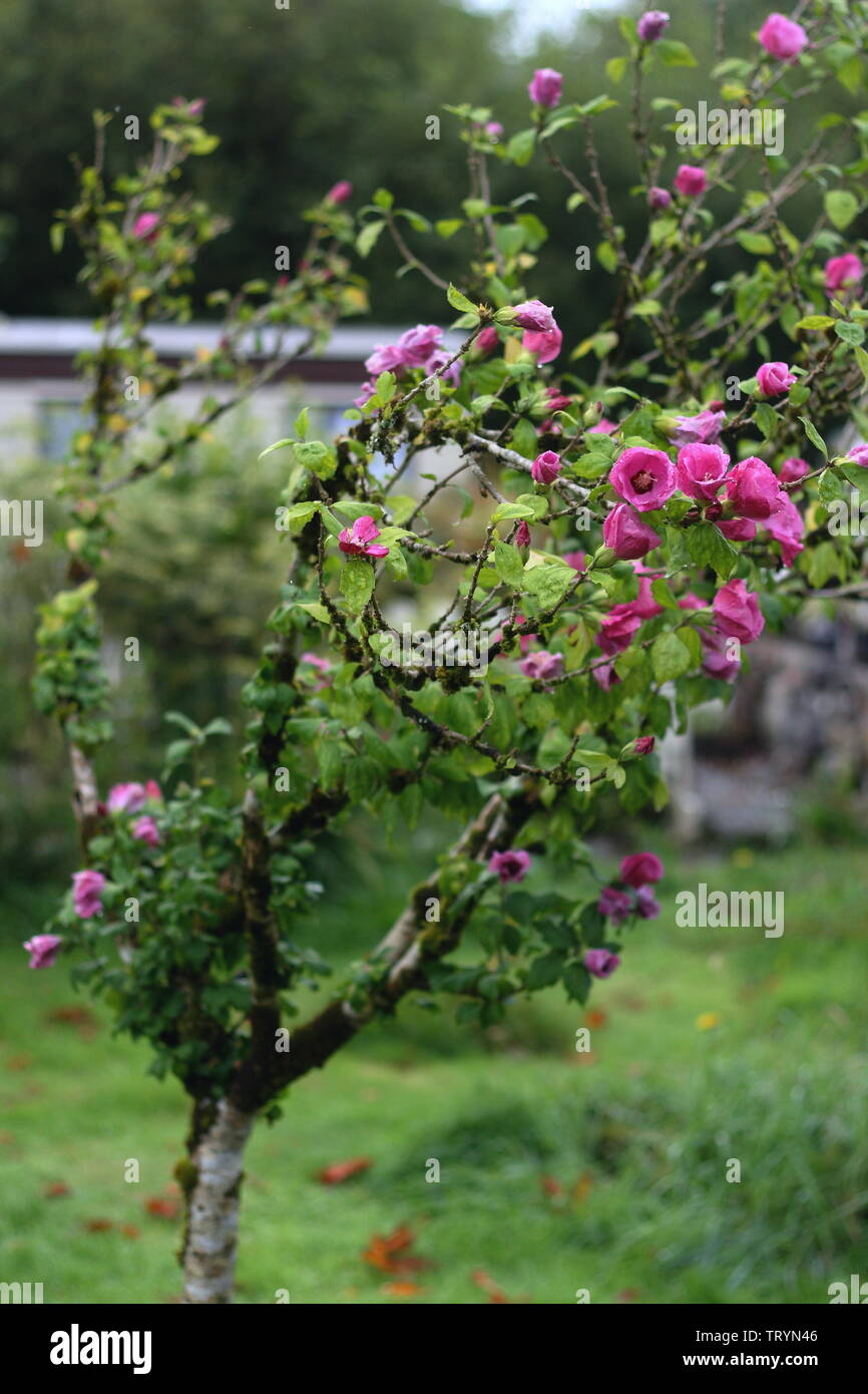 Summer flowers in the village garden, Connemara, Galway, Ireland Stock