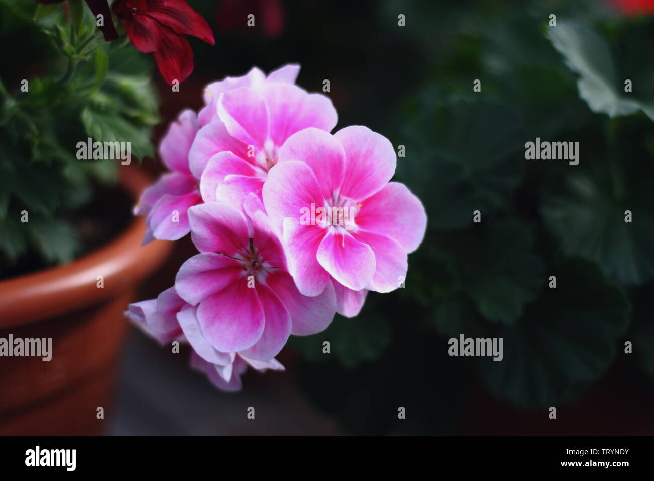 Beautiful pink and red geranium flower pots in the garden Stock Photo