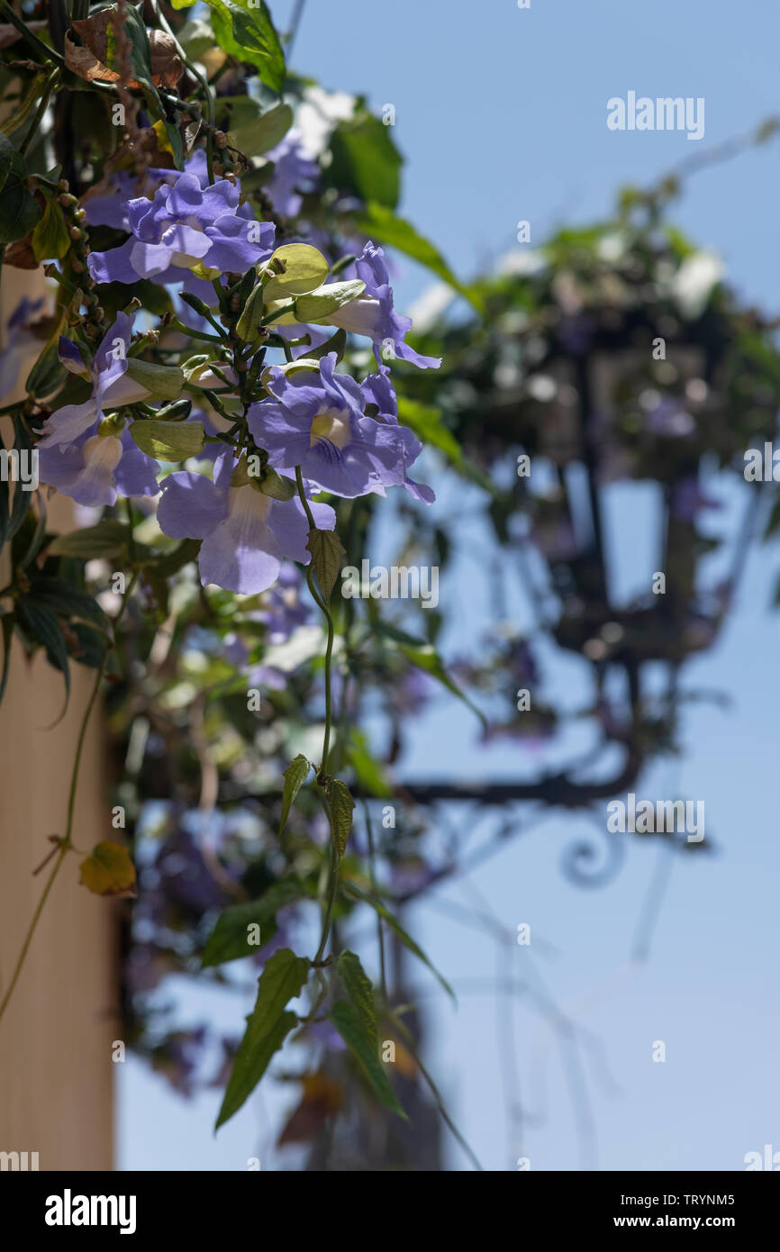 Eine Himmelsblume (Thunbergia grandiflora) rankt über eine Laterne Stock Photo