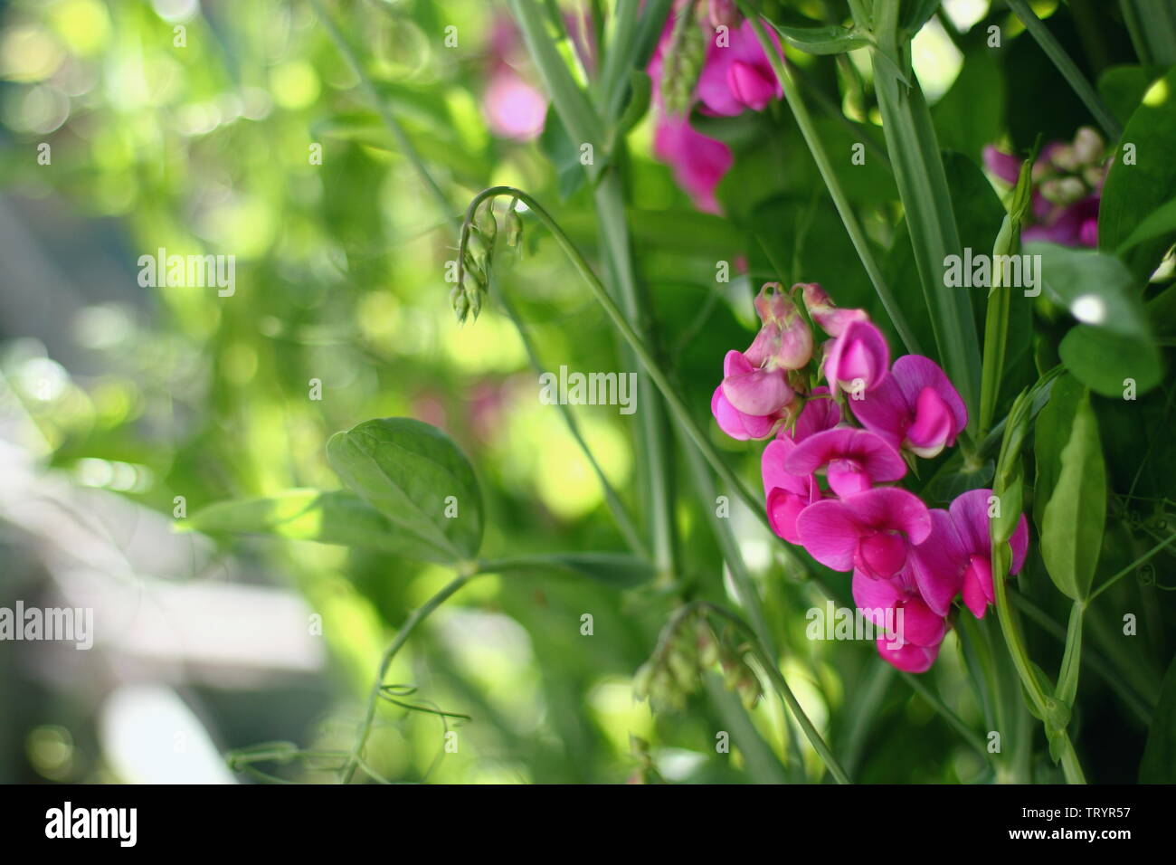 Sweet pea plant, lovely summer light in the blurred green background, Irish herb country garden, Galway, Ireland Stock Photo