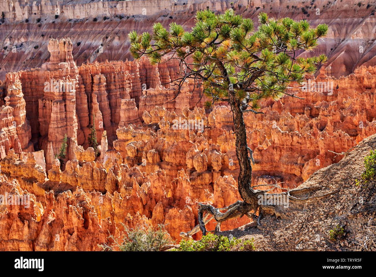 Bryce Canyon National Park, Utah, USA, North America Stock Photo