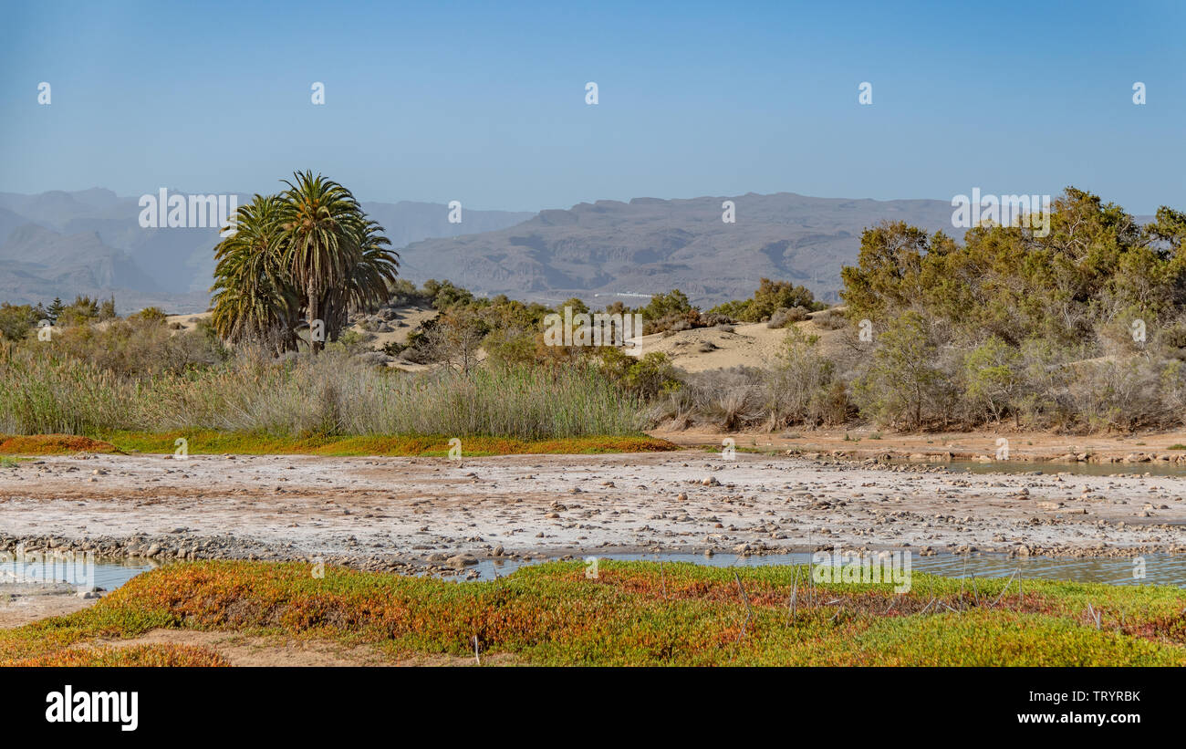 Die Lagune (La Charka) von Maspalomas Stock Photo Alamy
