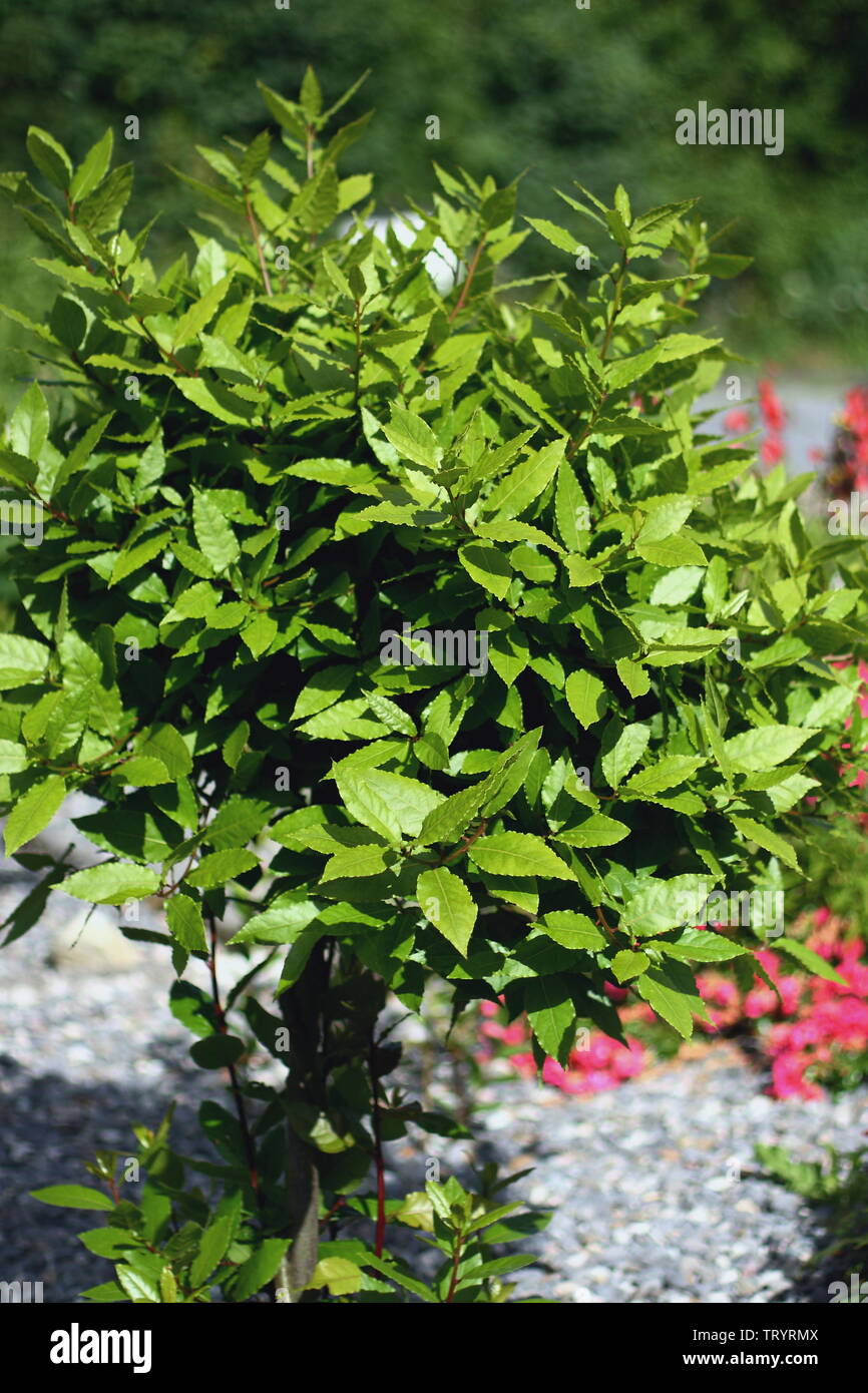 Bay leaf plant in the cottage garden , standing in the bright sunlight