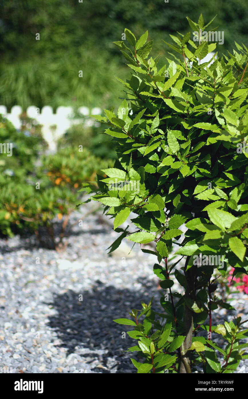 Bay leaf shrub hires stock photography and images Alamy