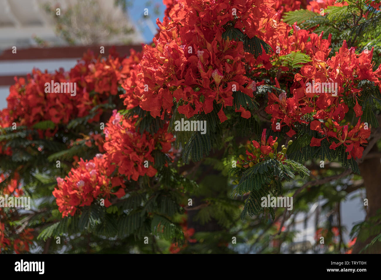 Flammenbaum High Resolution Stock Photography And Images Alamy