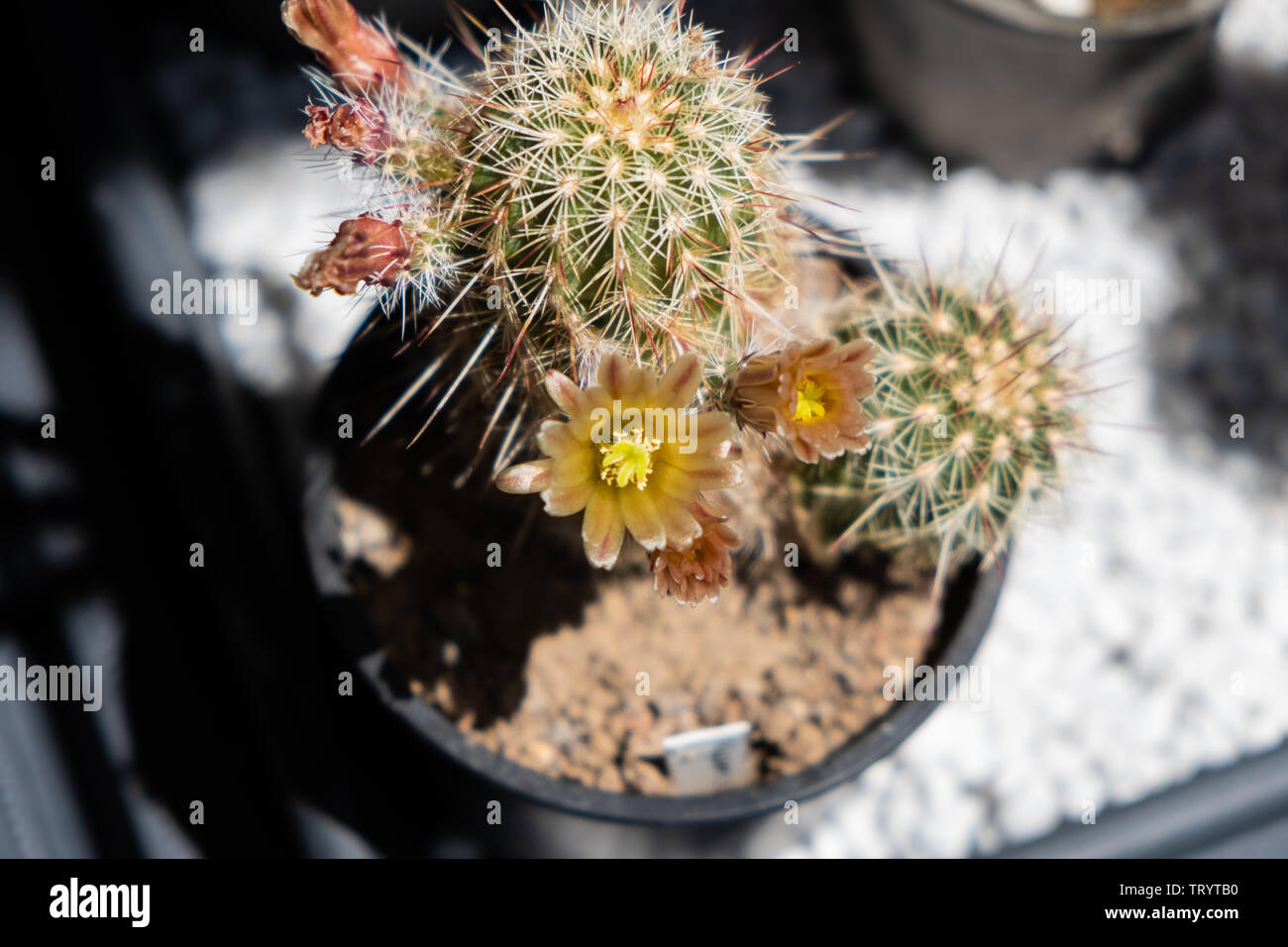 Echinocereus chloranthus hi-res stock photography and images - Alamy