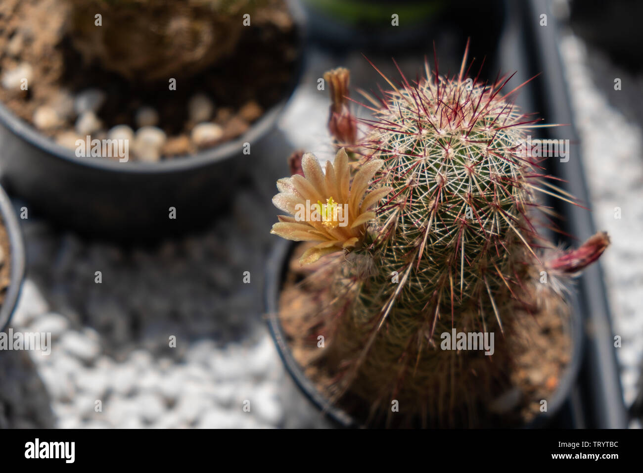 Echinocereus chloranthus hi-res stock photography and images - Alamy