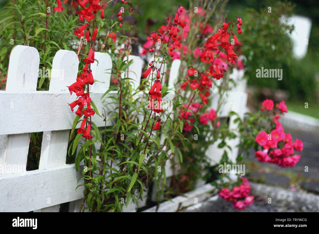 Summer flowers in the village garden Stock Photo Alamy
