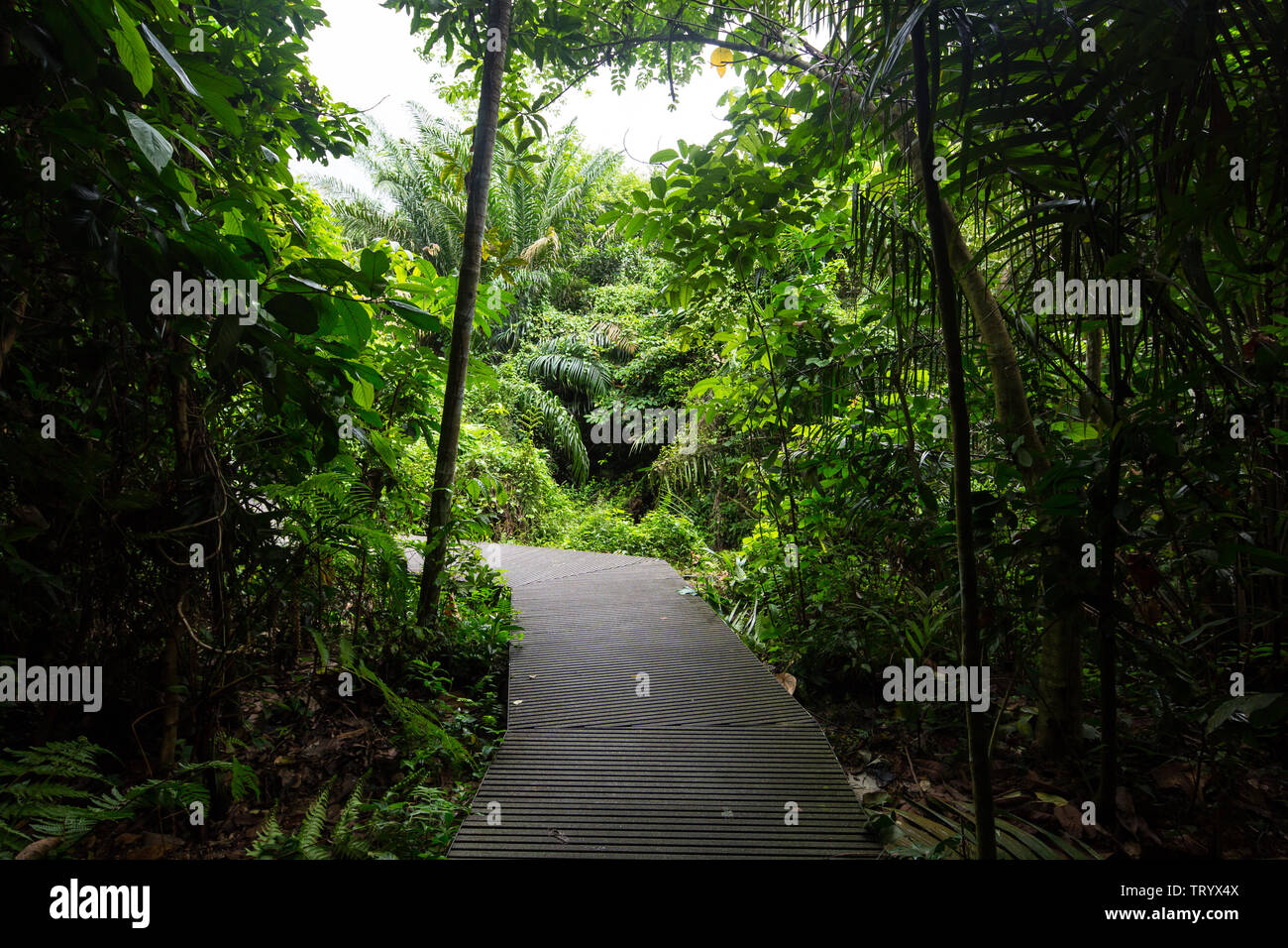 Boardwalk is built within Windsor Nature Park for the visitor to slow travel,  Singapore Stock Photo