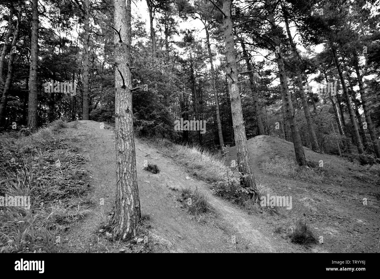 Forest path in the middle Black and White Stock Photos & Images - Alamy