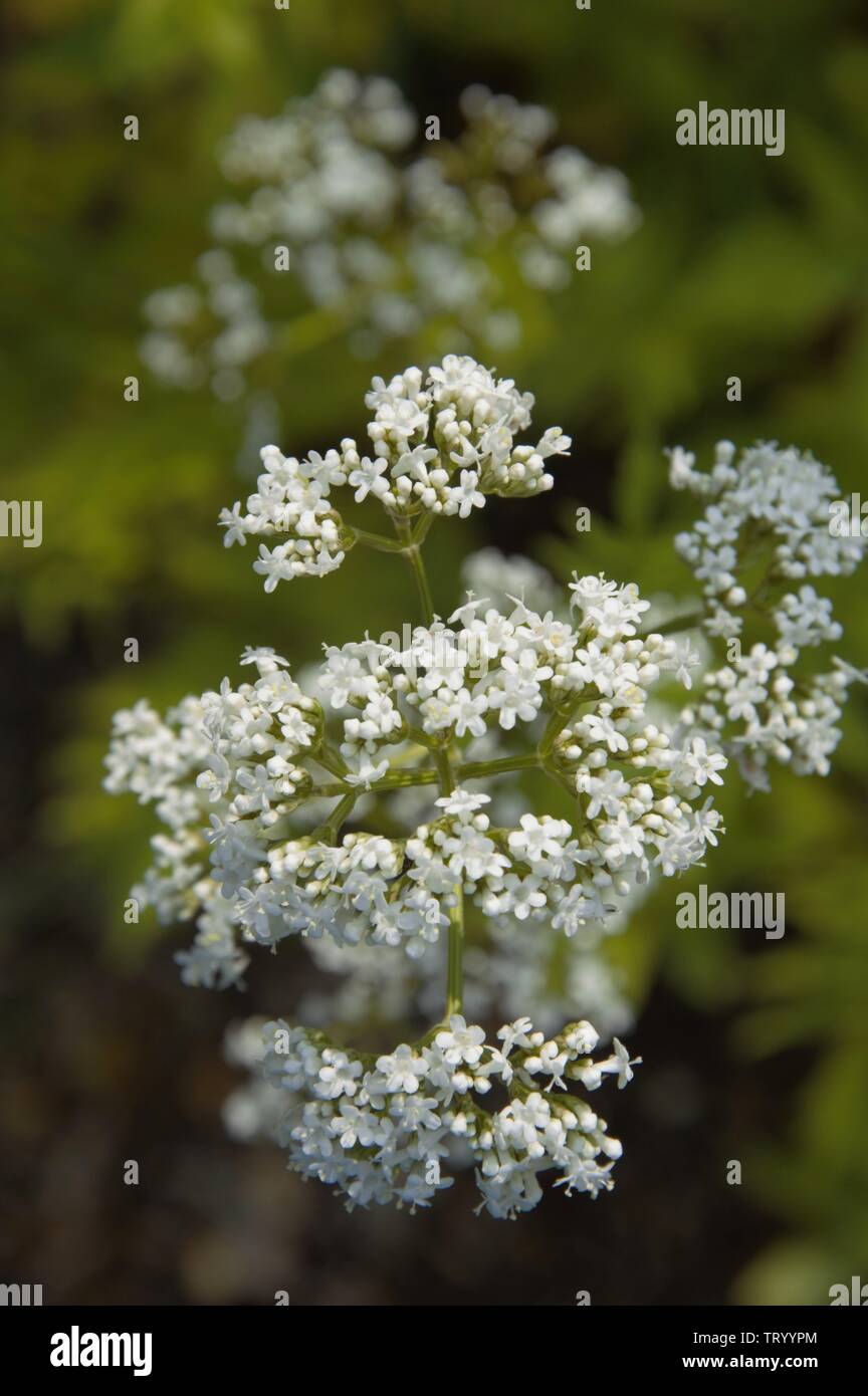Valerian plant blooming with white flowers in spring in a kitchen garden in Nijmegen the Netherlands. Valeriana officinalis flowers blooming Stock Photo