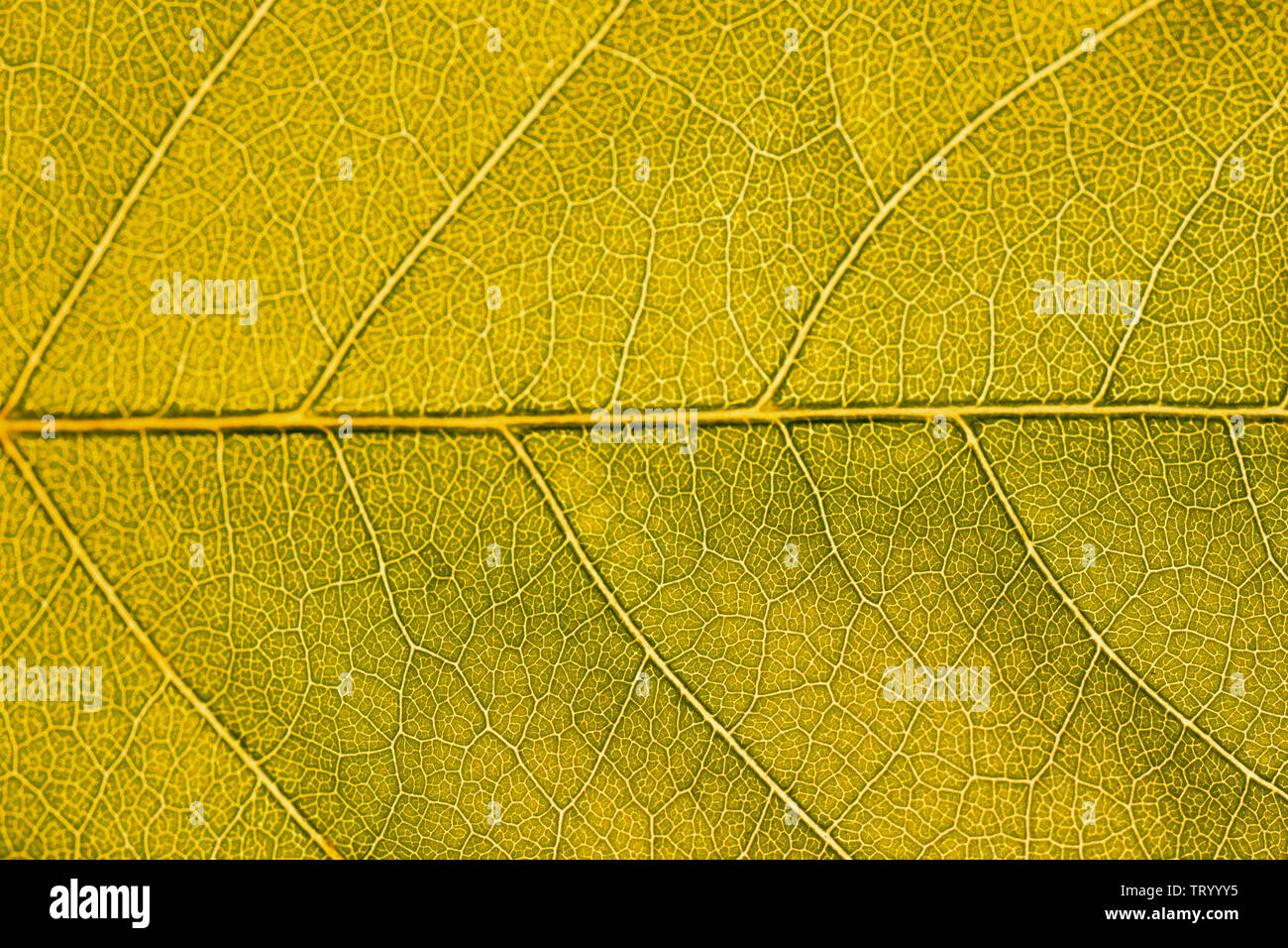 Extreme close up background texture of backlit yellow leaf veins Stock ...