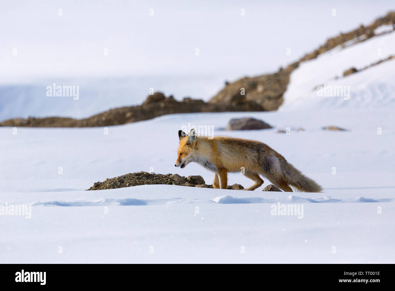 Kashmir red fox hi-res stock photography and images - Alamy