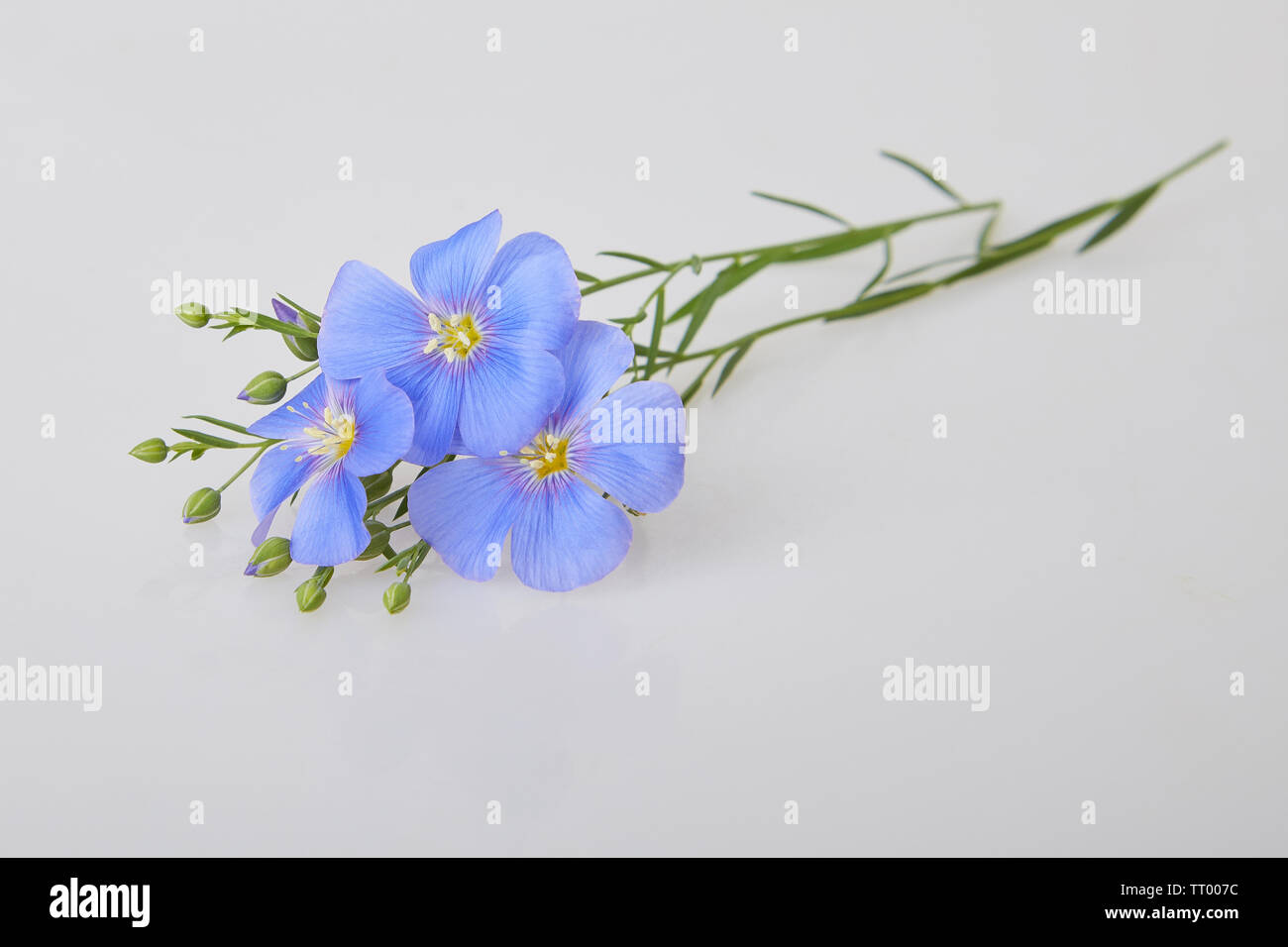 Blue Flax Flowers Isolated On White Backgrounds Linum Usitatissimum Common Names Common Flax Or Linseed Close Up View Stock Photo Alamy