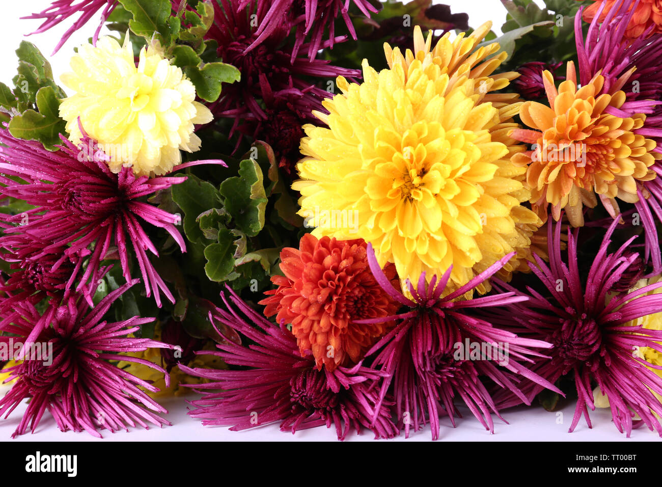 Beautiful flowers isolated on white background Stock Photo - Alamy