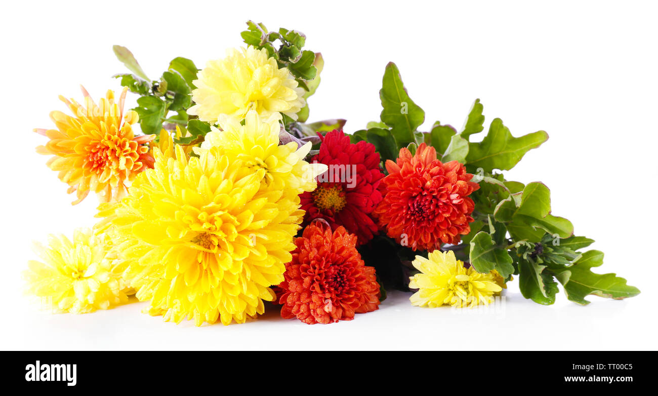 Beautiful flowers isolated on white background Stock Photo - Alamy
