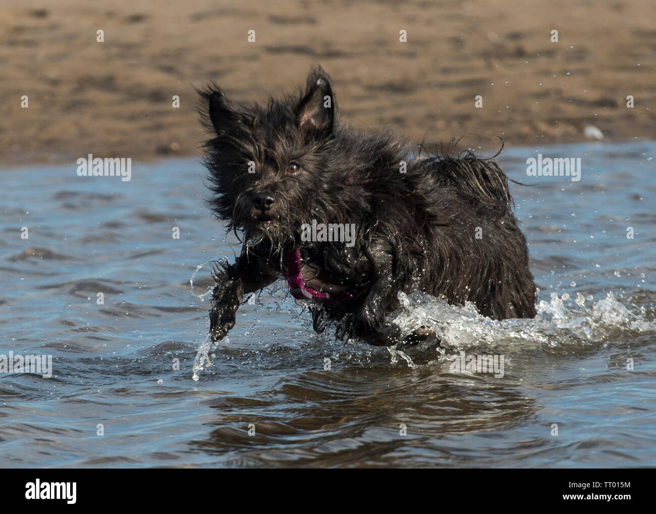 Kokoni Dog High Resolution Stock Photography And Images Alamy