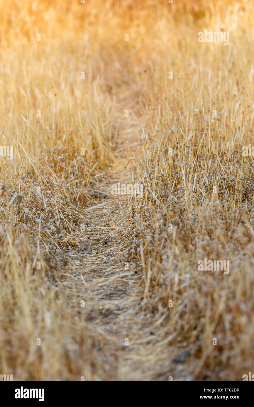 Dried seed pods hi-res stock photography and images - Alamy