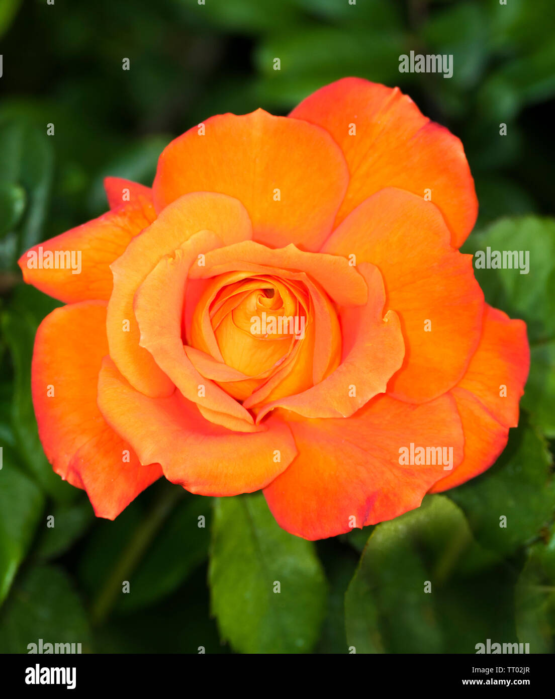 Closeup of a single orange rose flower in full bloom, with greenery ...