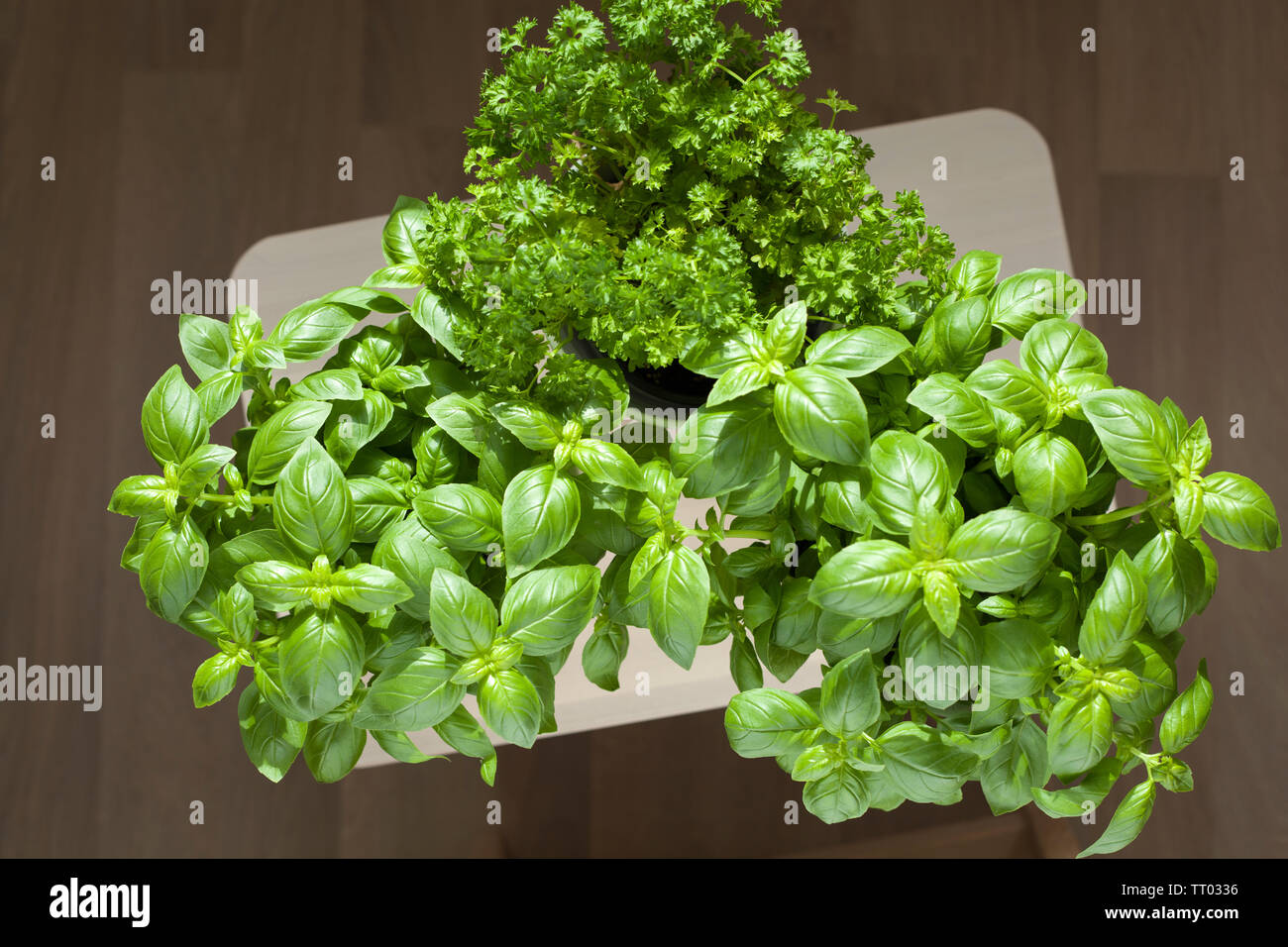 Parsley growing indoors hi-res stock photography and images - Alamy