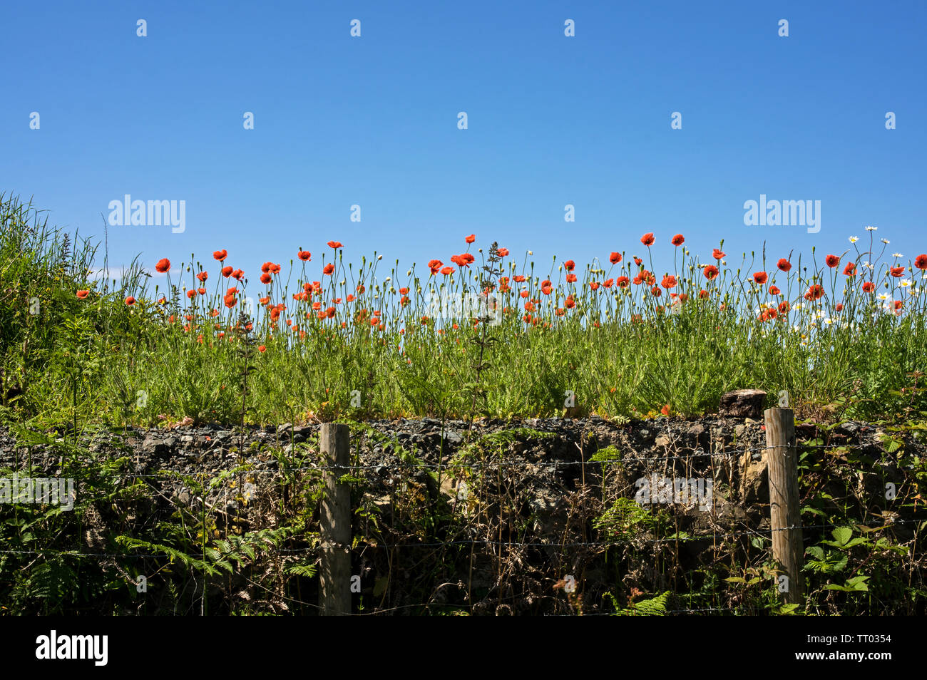 One of several varieties of wild poppy, these growing on disturbed ground. Stock Photo