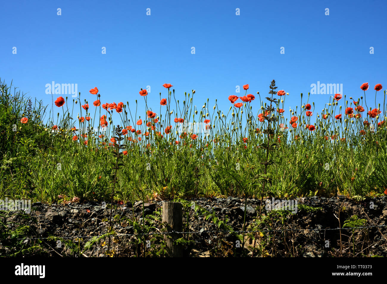 One of several varieties of wild poppy, these growing on disturbed ground. Stock Photo