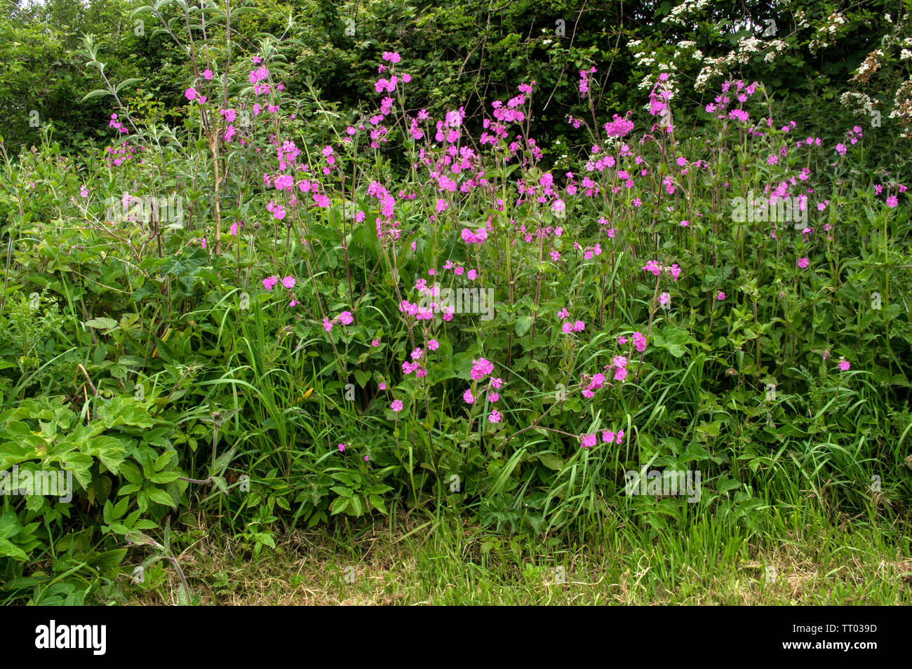 A clump of Red Campoin growing at the edge iof a mown field Stock Photo