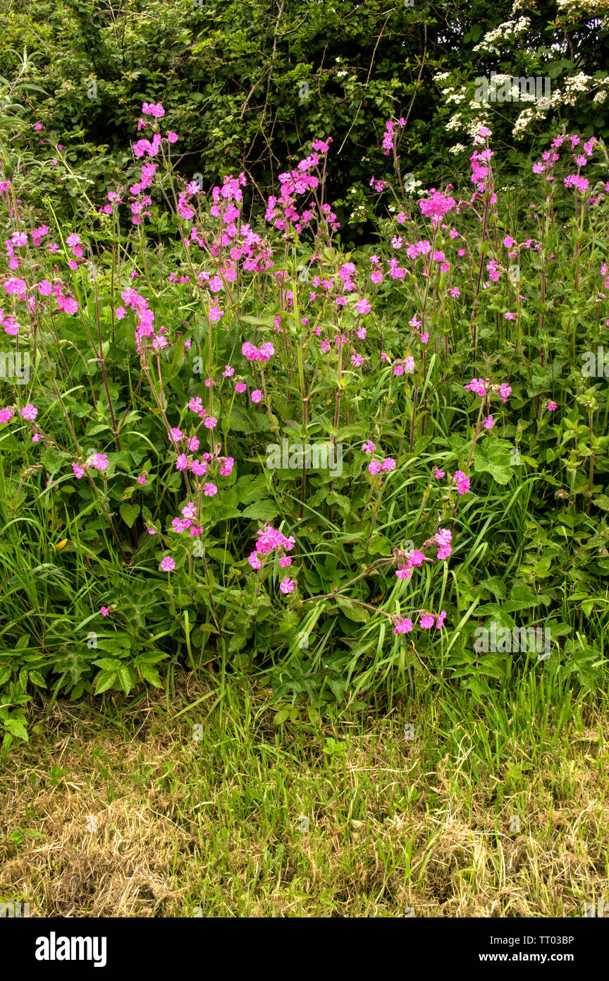 A clump of Red Campoin growing at the edge iof a mown field Stock Photo