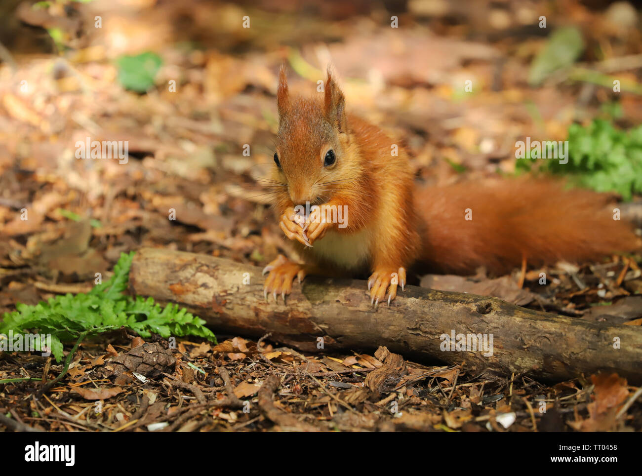 A cute baby Red Squirrel (Sciurus vulgaris). Taken in late spring on