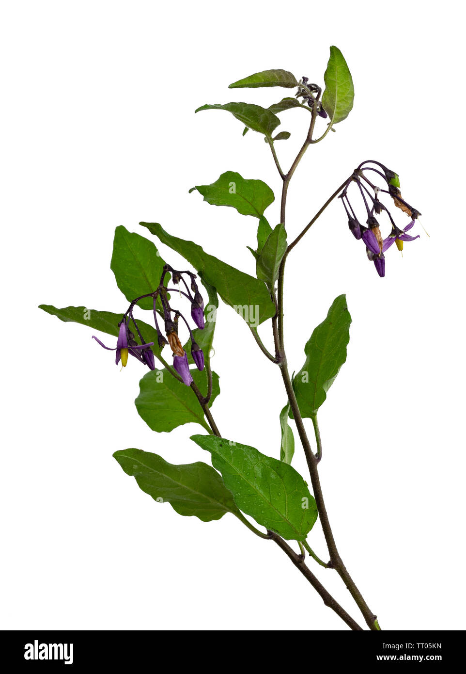 Climbing nightshade hires stock photography and images Alamy
