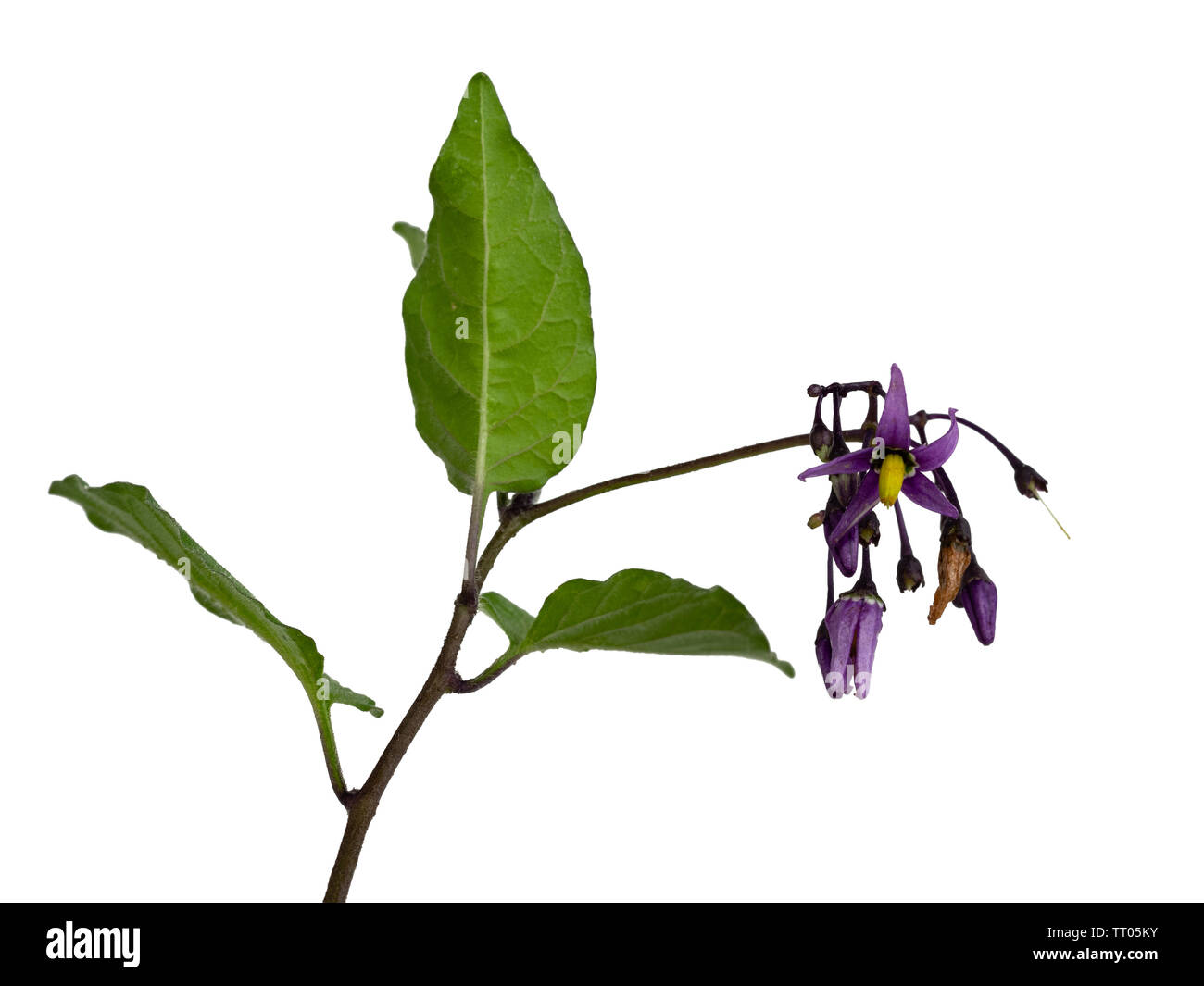 Annual foliage and purple flowers of Solanum dulcamara, woody nightshade, a toxic herbaceous perennial scrambler on a white background Stock Photo