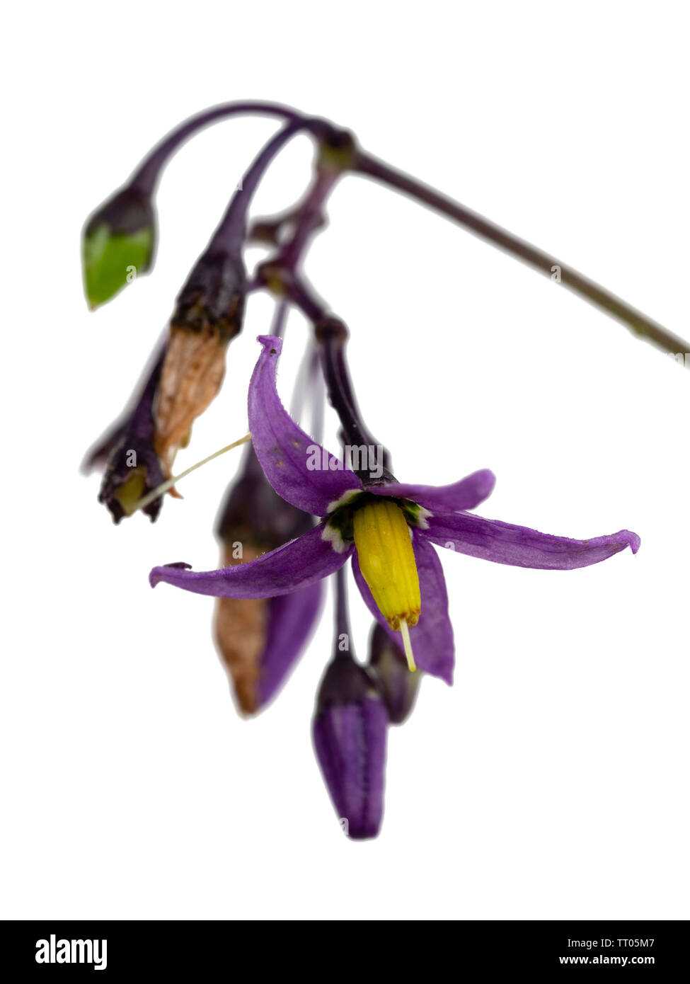 Close up of purple flowers of Solanum dulcamara, woody nightshade, a toxic herbaceous perennial scrambler, on a white background Stock Photo