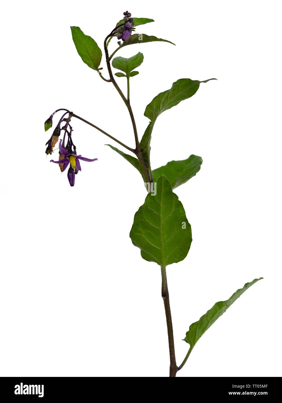 Annual foliage and purple flowers of Solanum dulcamara, woody nightshade, a toxic herbaceous perennial scrambler on a white background Stock Photo