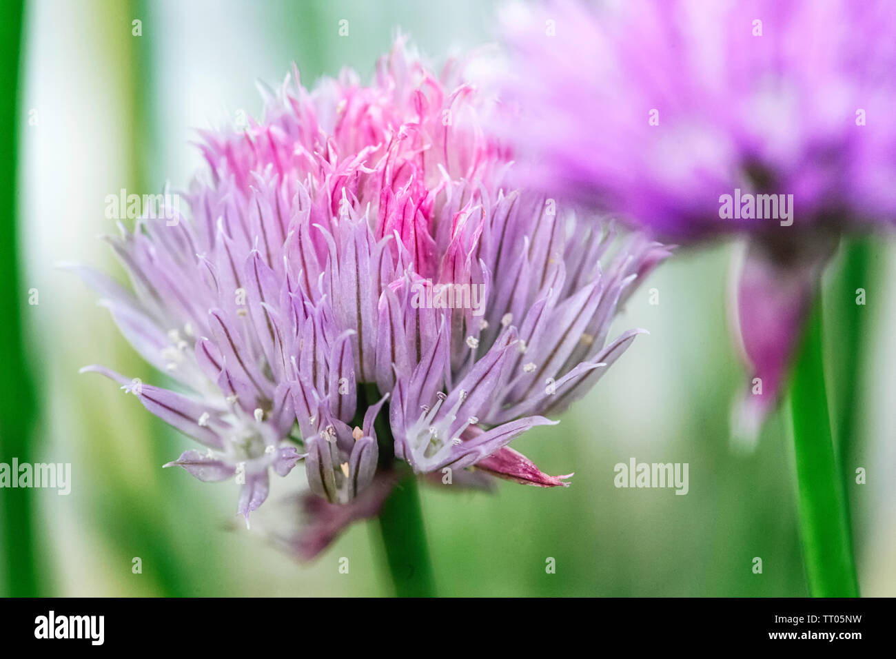 Edible flower garnish hires stock photography and images Alamy