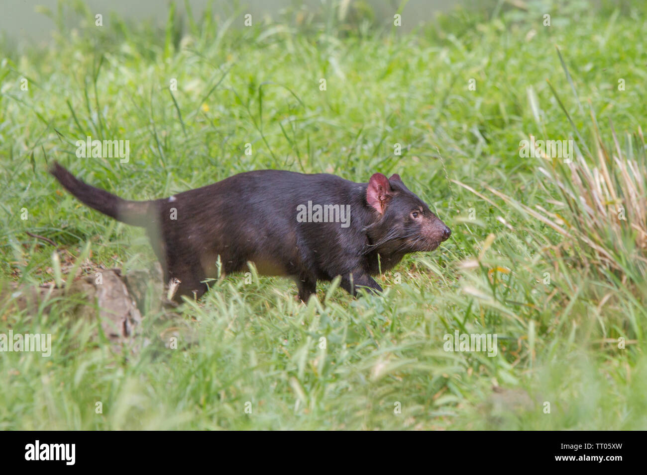 Hobart, Tasmania, Australia - December 27, 2016: Tasmanian devil Sarcophilus harrisii Stock Photo