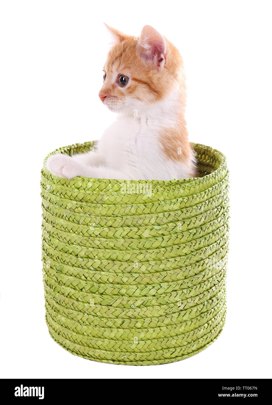 Little kitten in wicker basket isolated on white Stock Photo - Alamy