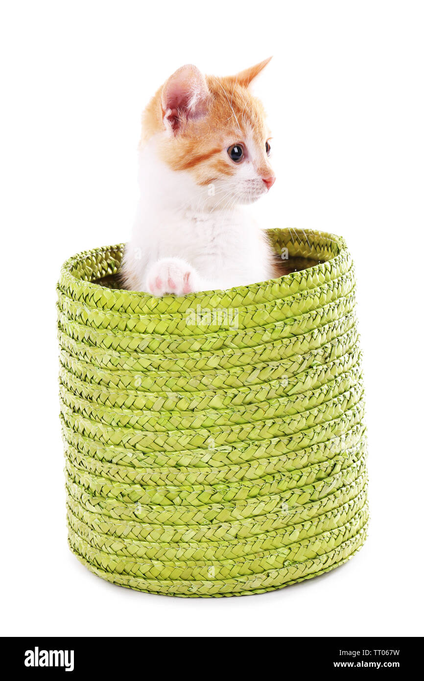 Little kitten in wicker basket isolated on white Stock Photo - Alamy